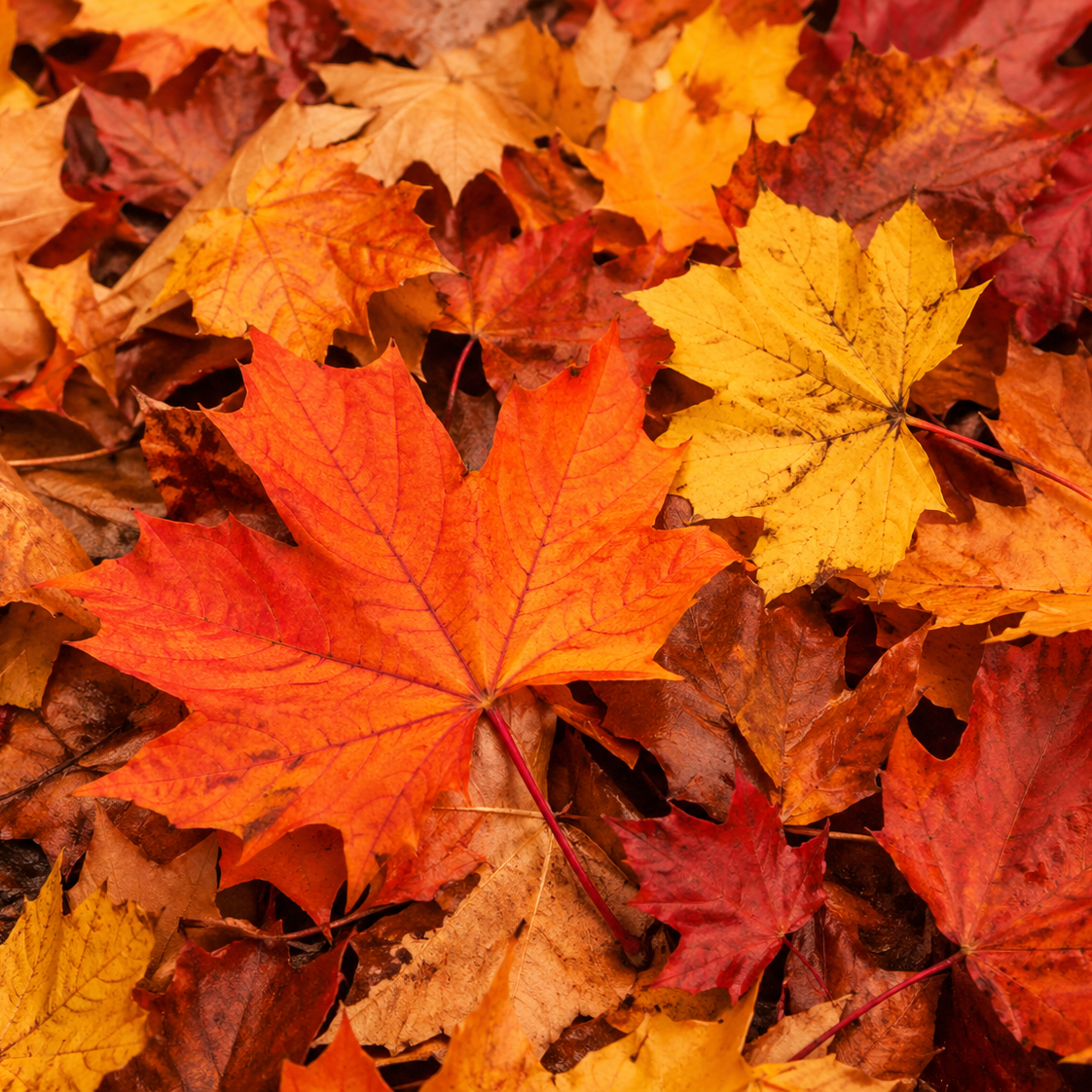 Autumn Essentials