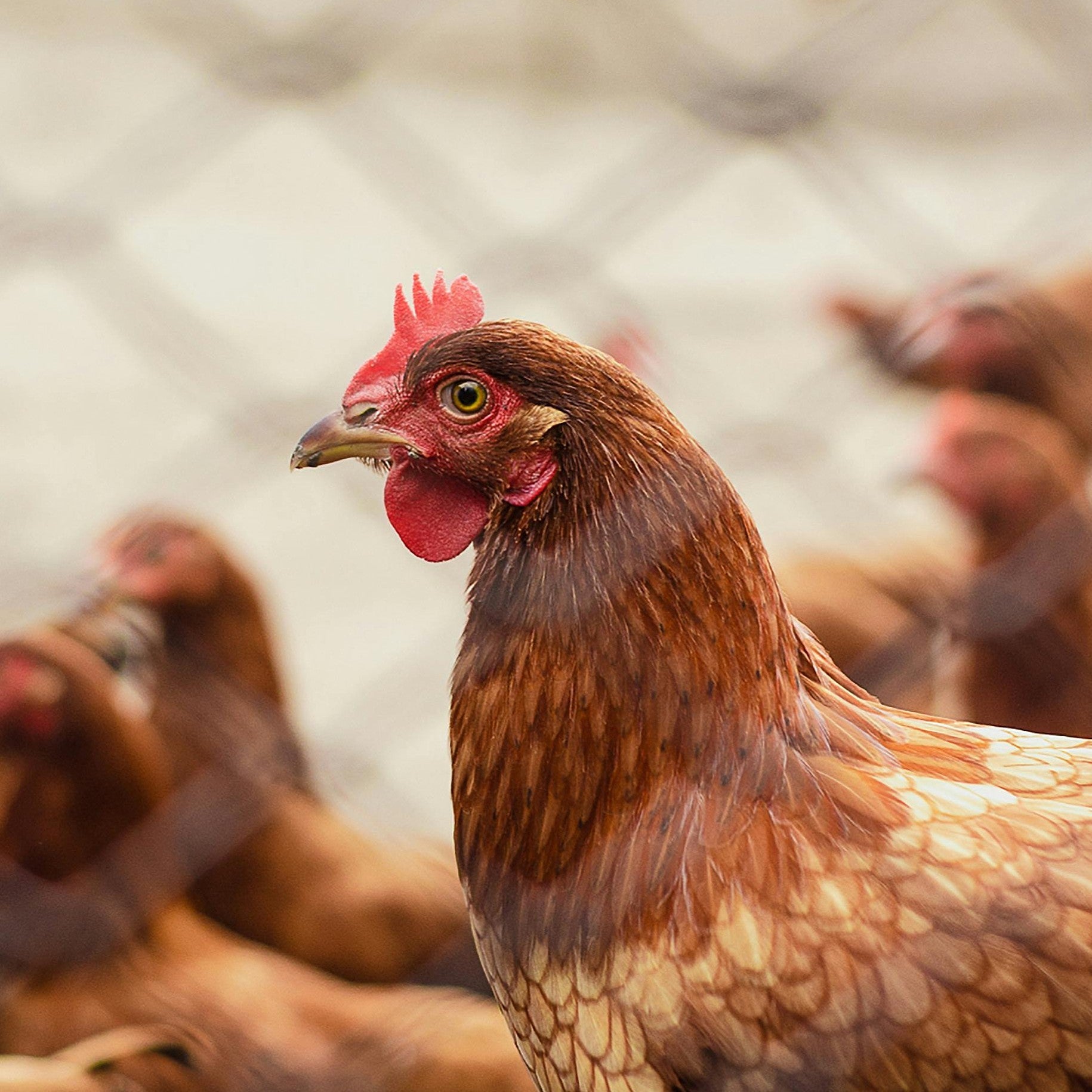 Chicken Coops