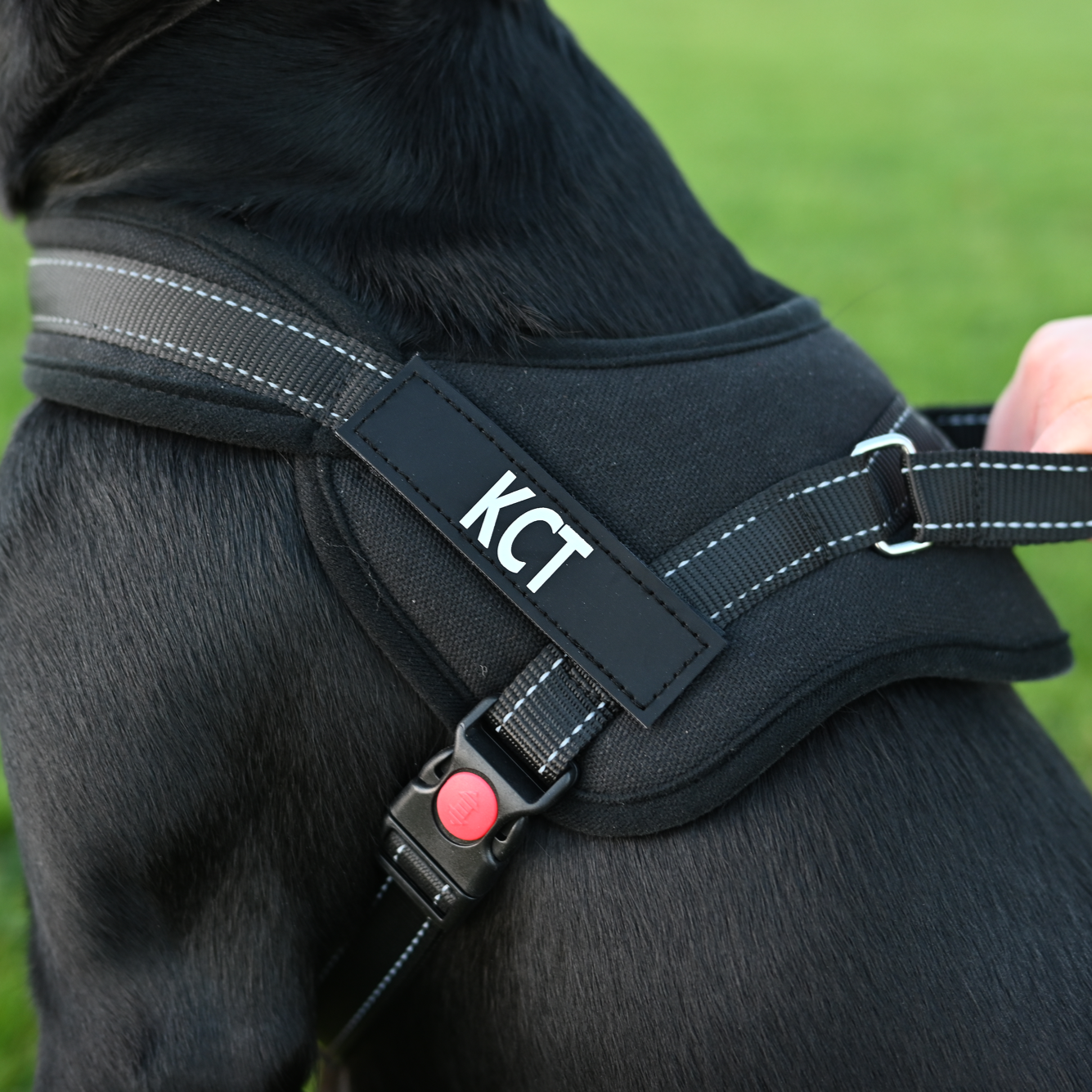 Pet Accessories