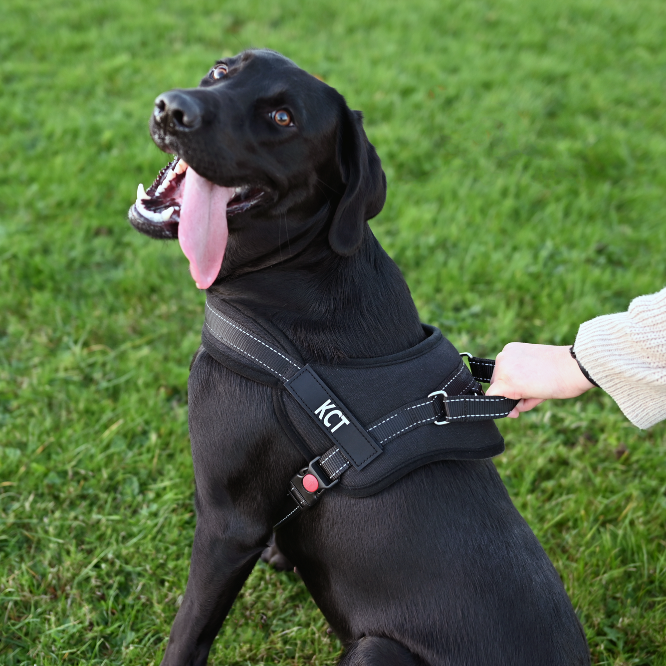 Grooming & Training