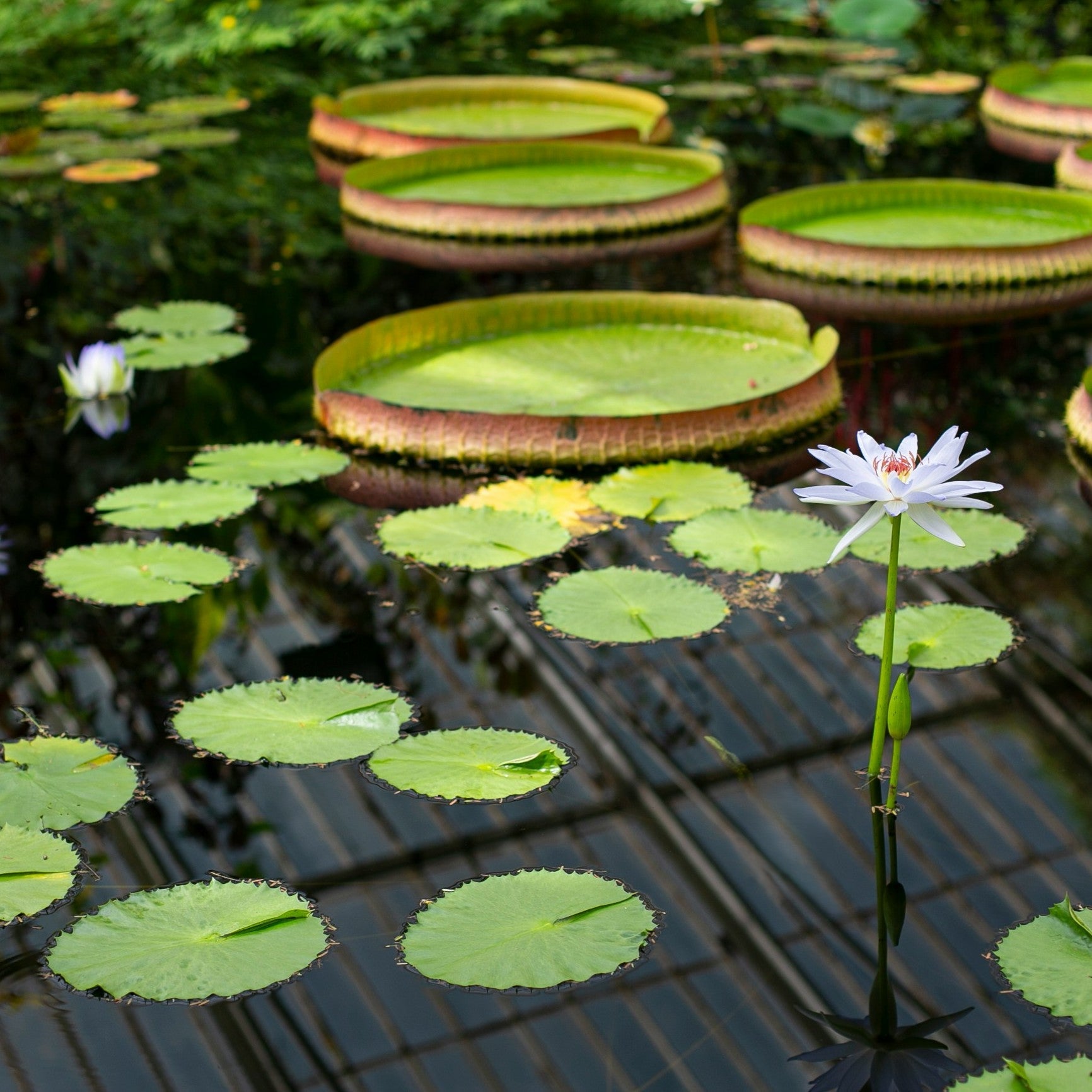 Pond