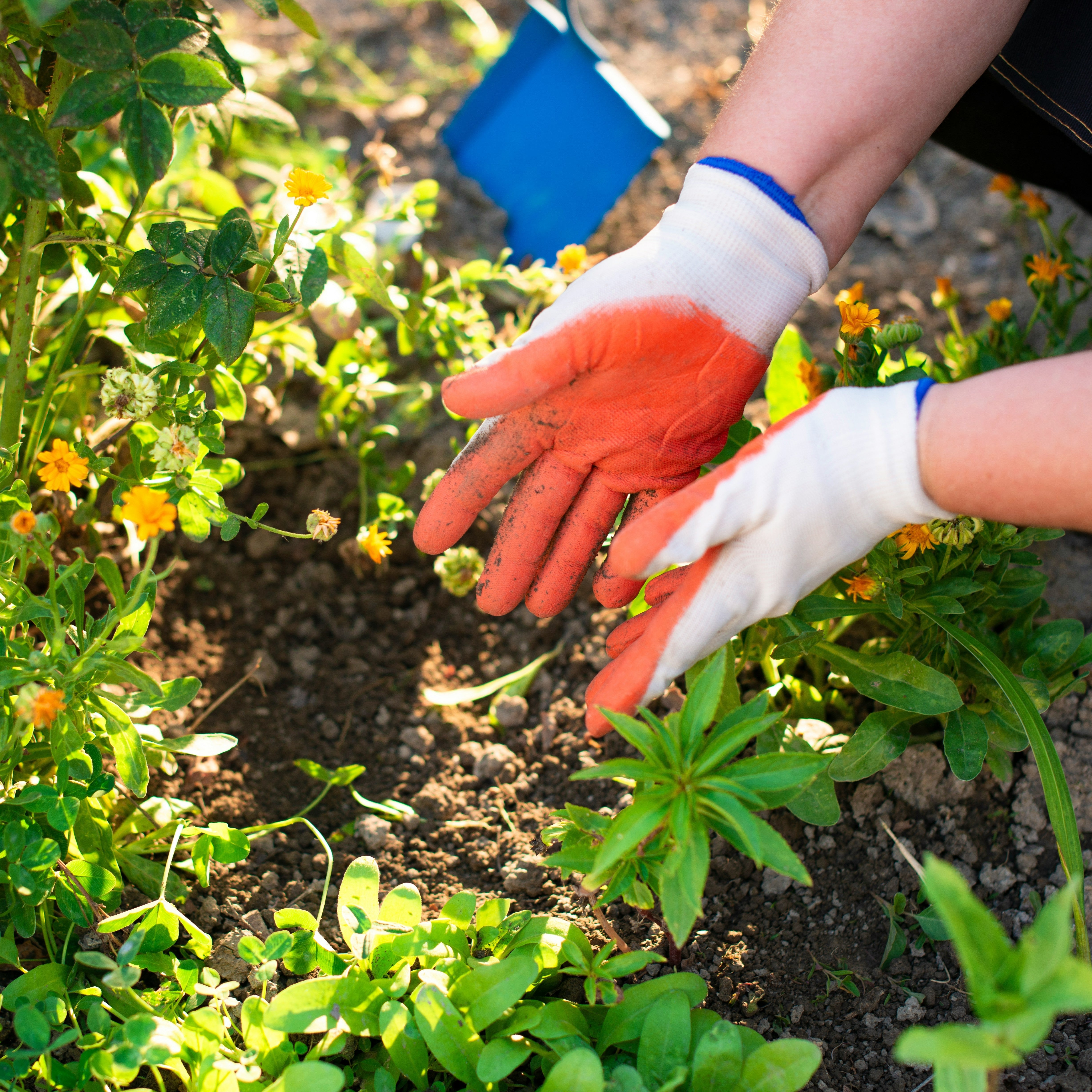 Planting & Growhouses