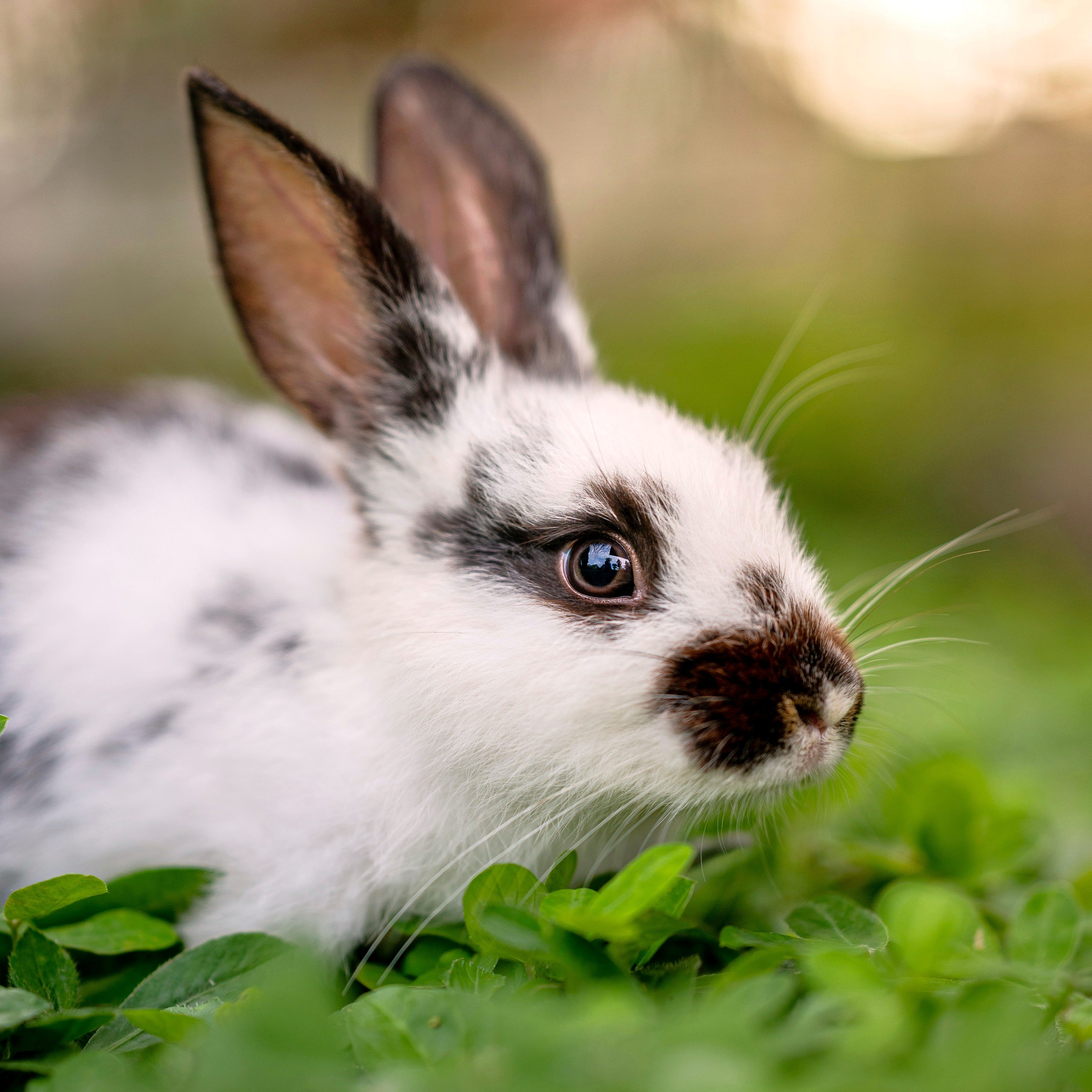 Rabbit Hutches