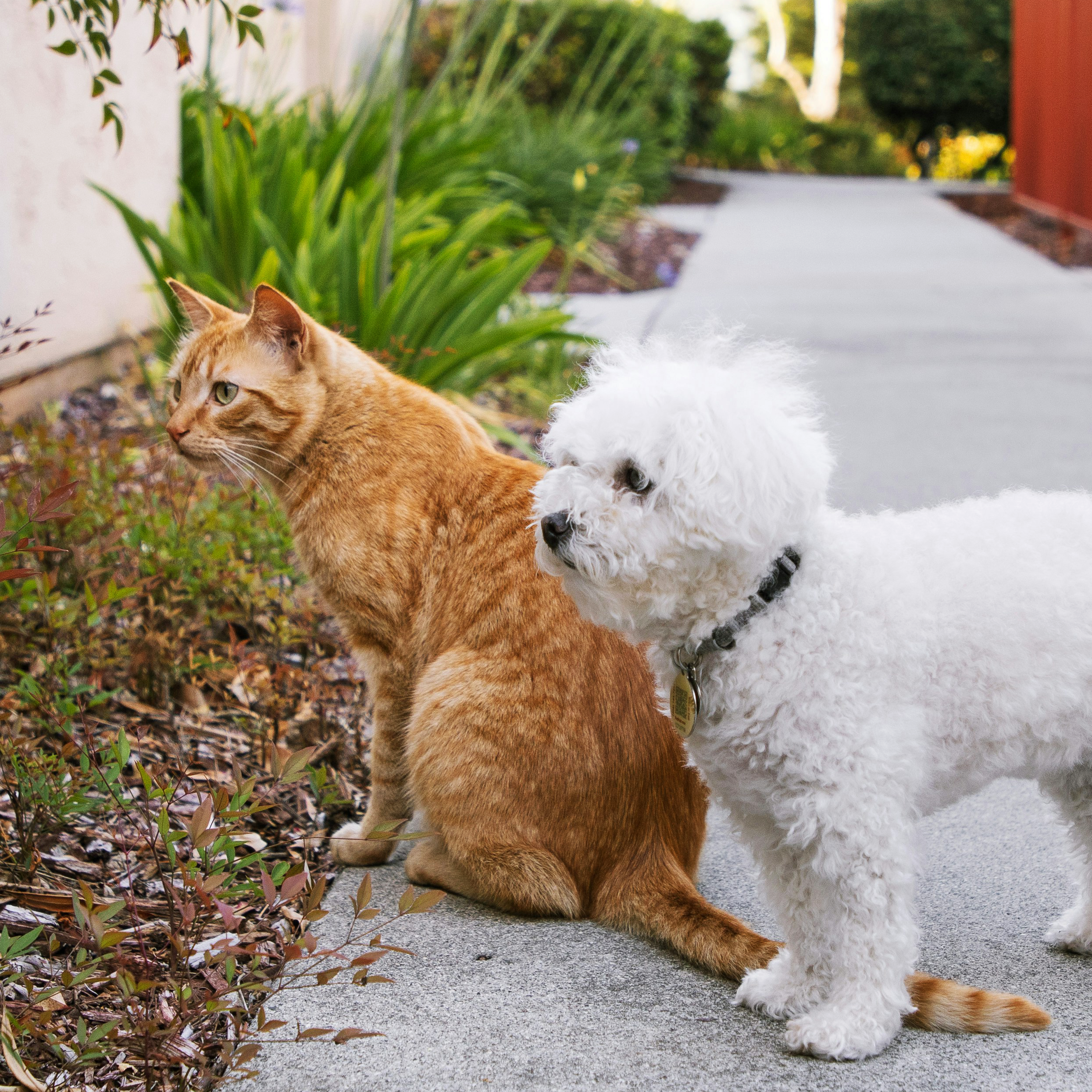 Cat & Dog