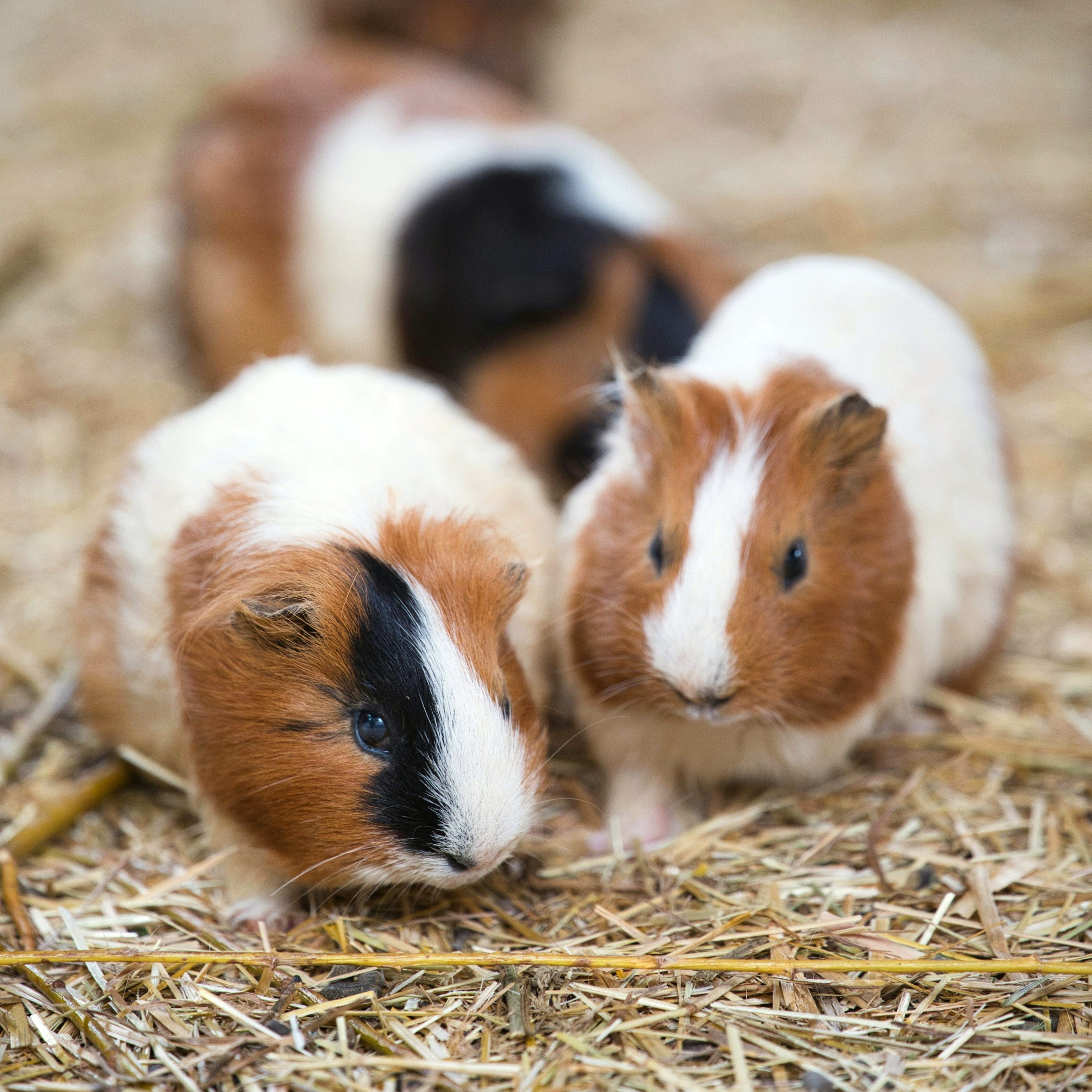 Small Animal Accessories