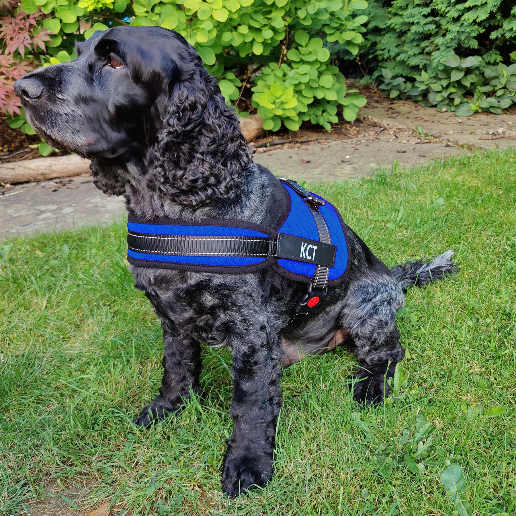 KCT Padded Dog Harnesses - Adjustable Pet Vest