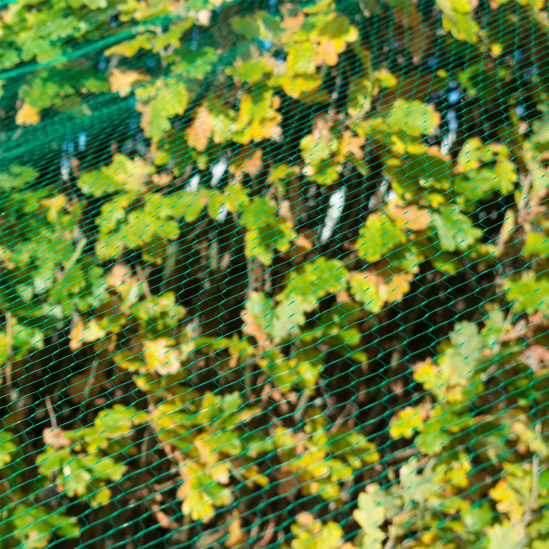 KCT Anti Bird Protective Garden Netting