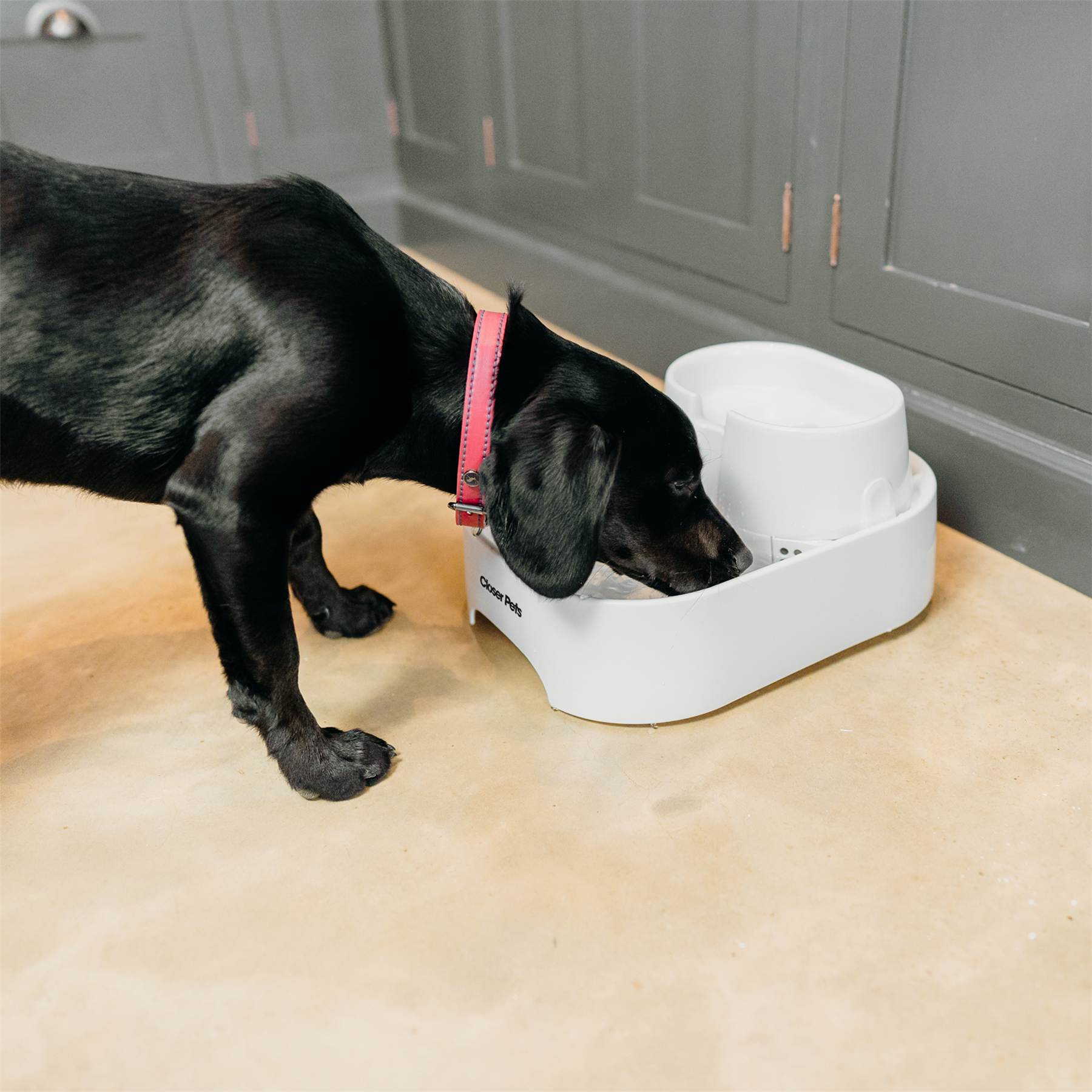Pet Mate Drinking Fountain