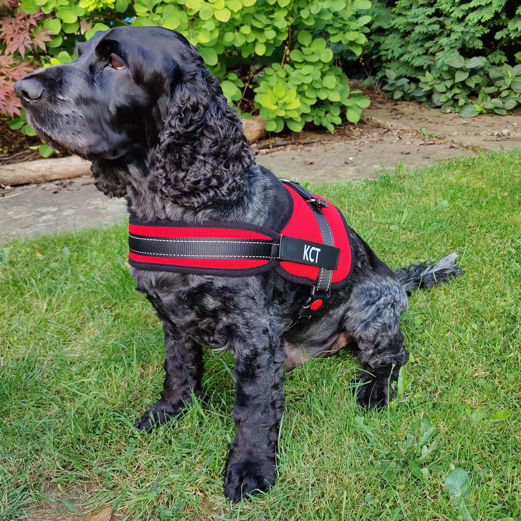 KCT Padded Dog Harnesses - Adjustable Pet Vest