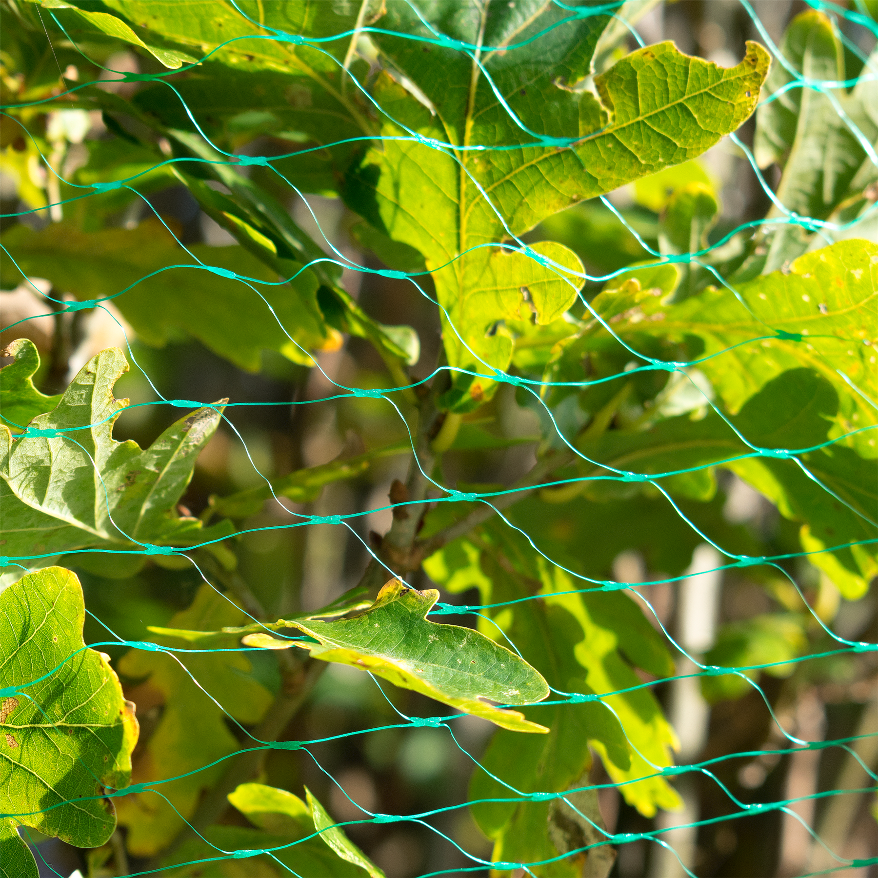 KCT Anti Bird Protective Garden Netting